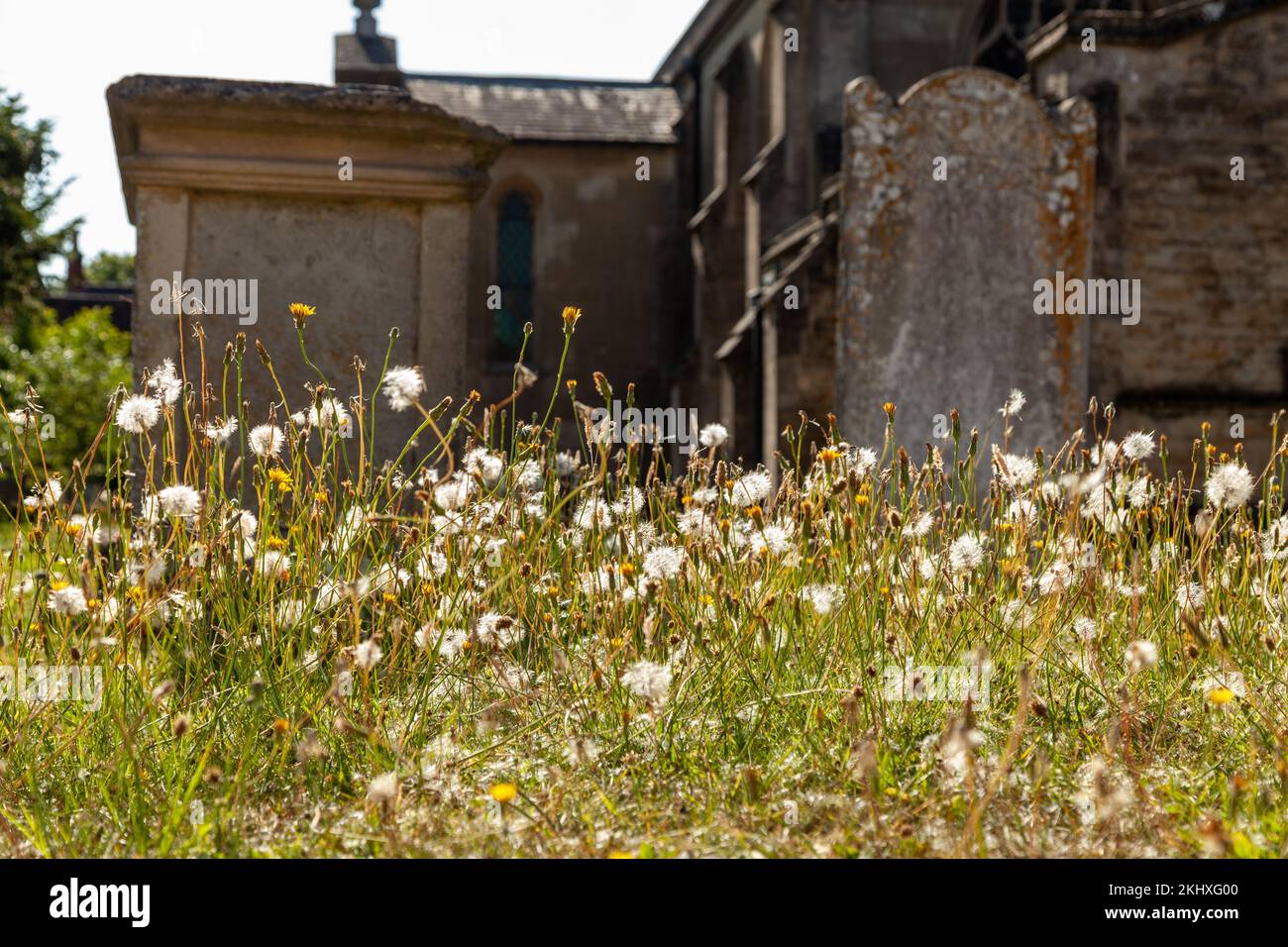 Dente di leone in un cimitero St Mary's Church Gillingham, dorset Foto Stock