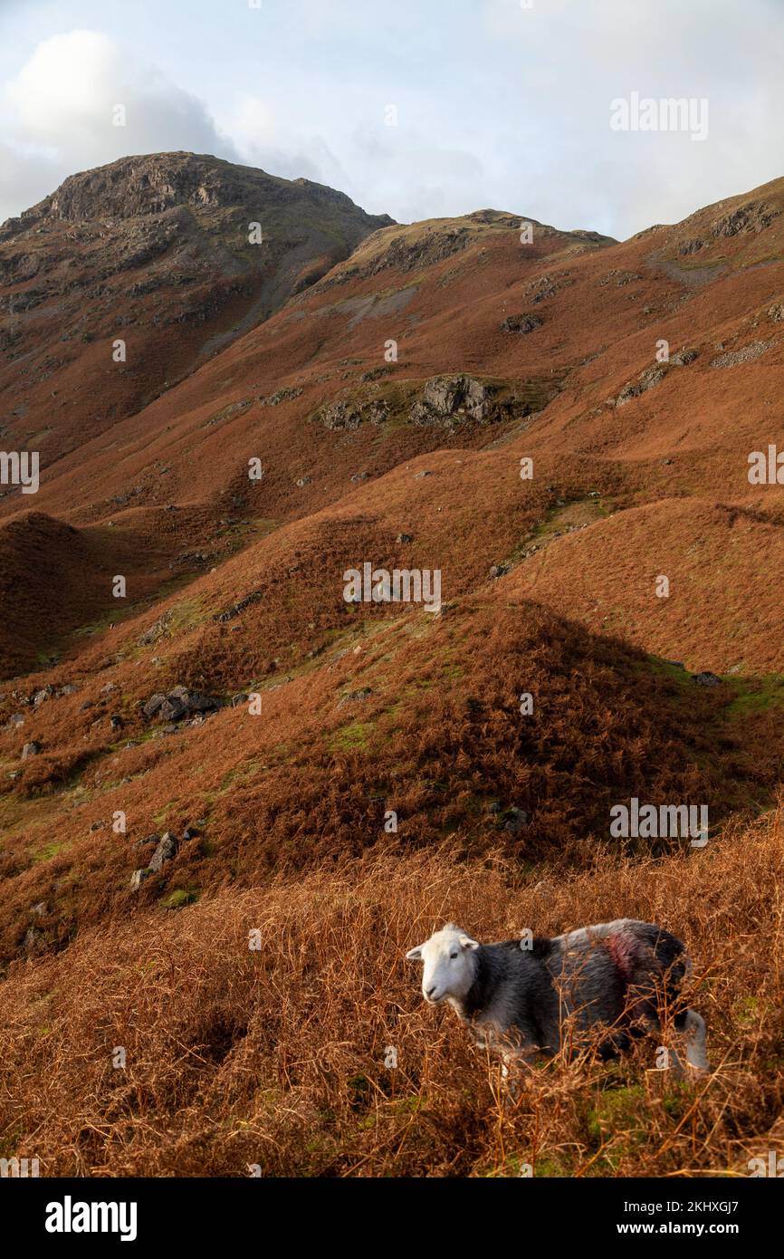 Una pecora herdwick distretto del lago con la collina di Tarn Crag sullo sfondo Foto Stock