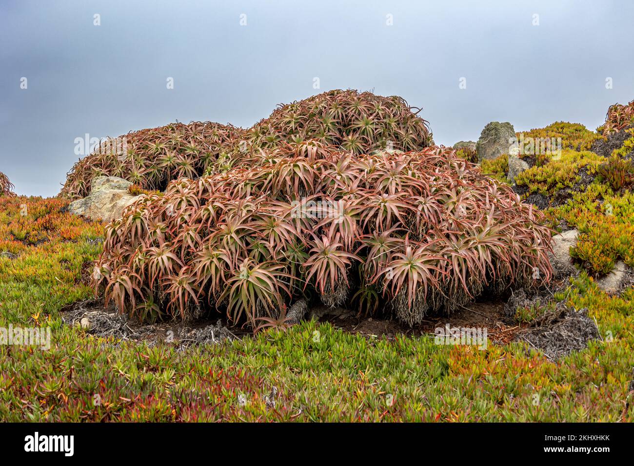 L'aloe arborescens, succulente a più foglie, foto scattata sulla costa occidentale della California, USA Foto Stock