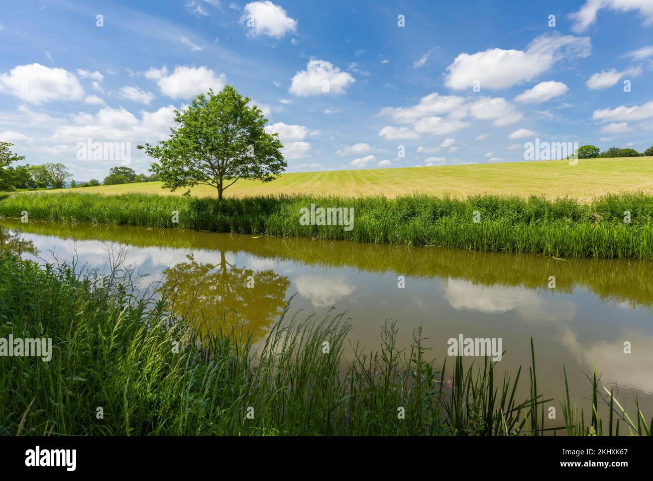 Il Bridgwater e il canale Taunton nella campagna di Outwood, Somerset, Inghilterra. Foto Stock