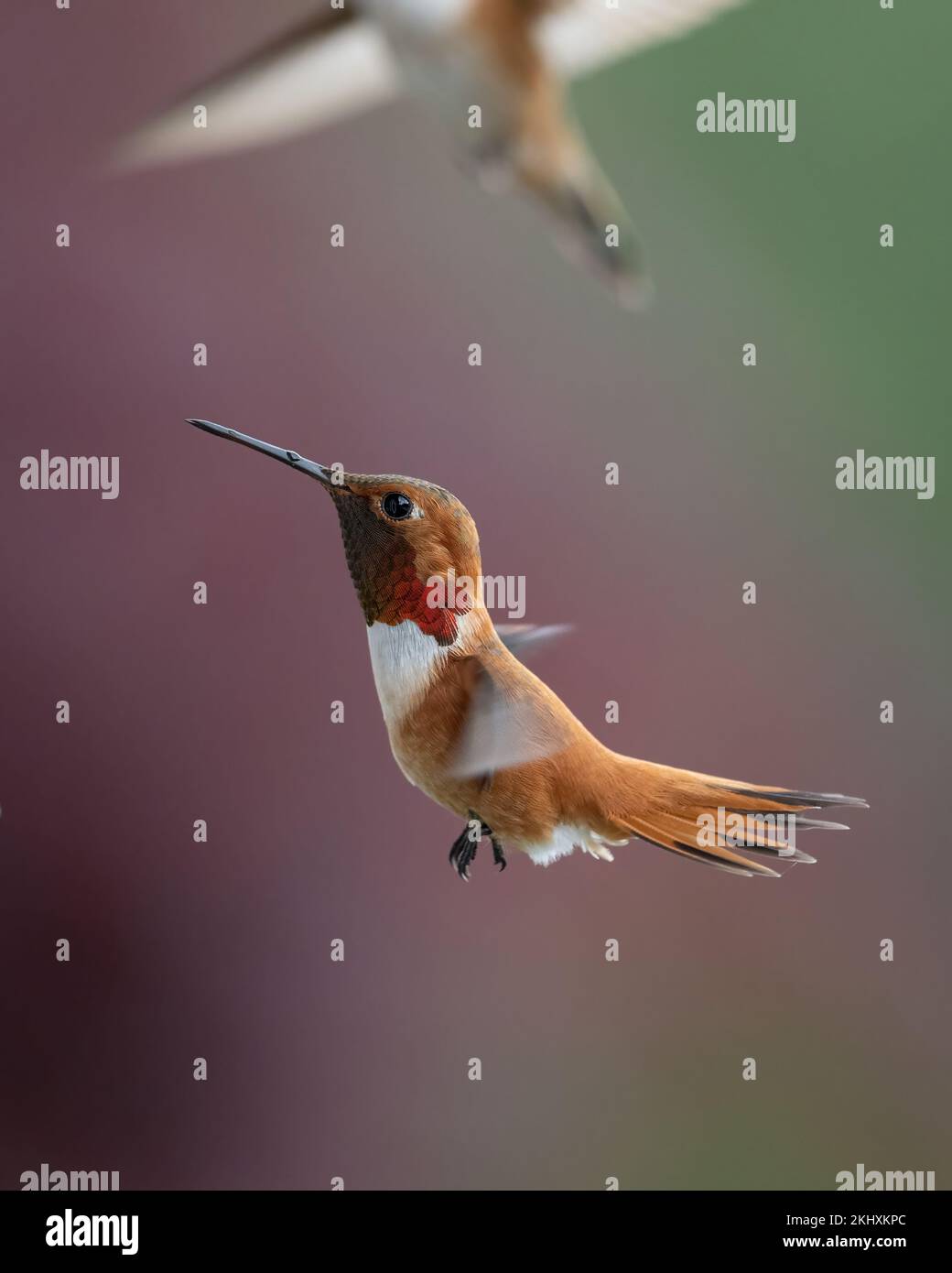 Un hummingbird di Rufous maschio (Trochilidae) si trova a metà volo nella Columbia Britannica Foto Stock