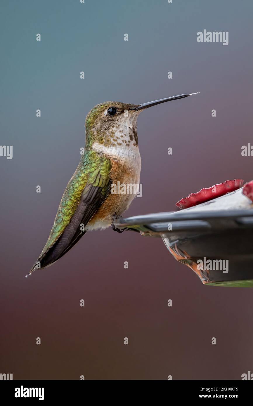 Un colibrì rufoso femmina (Trochilidae) su un alimentatore di uccelli nella foresta pluviale di Great Bear in Canada, British Columbia. Foto Stock