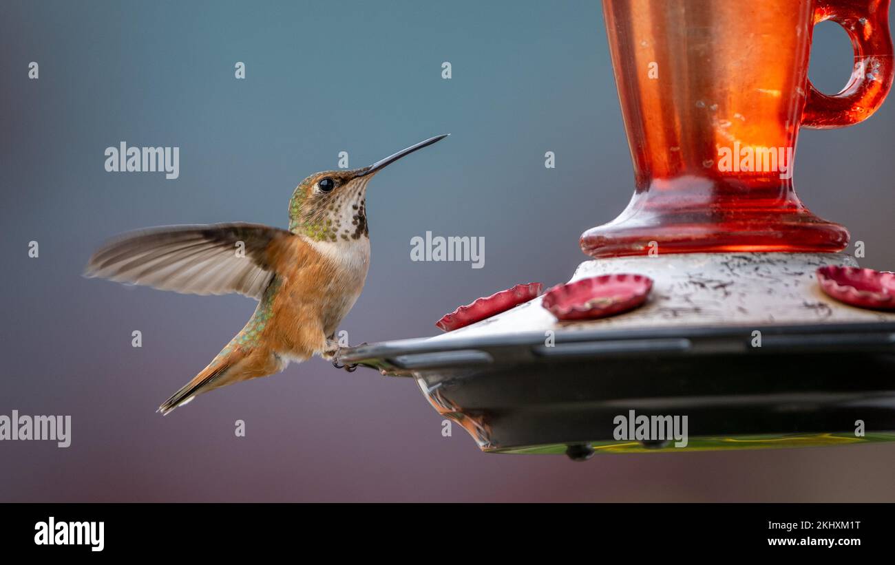 Un colibrì rufoso femmina (Trochilidae) su un alimentatore di uccelli nella foresta pluviale di Great Bear in Canada, British Columbia. Foto Stock
