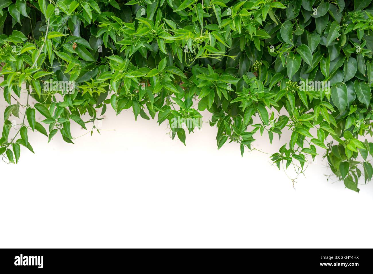 Verde foglie sfondo su parete bianca con spazio copia in basso Foto Stock