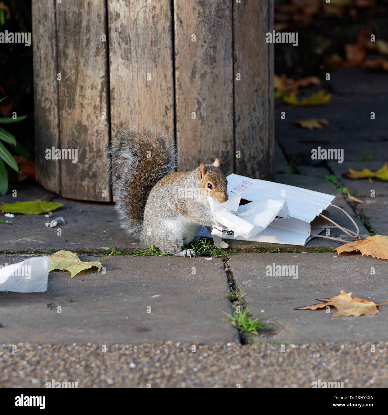 Lo scoiattolo passa attraverso un sacchetto di carta scartato e serviette con foglie autunnali intorno. Foto Stock