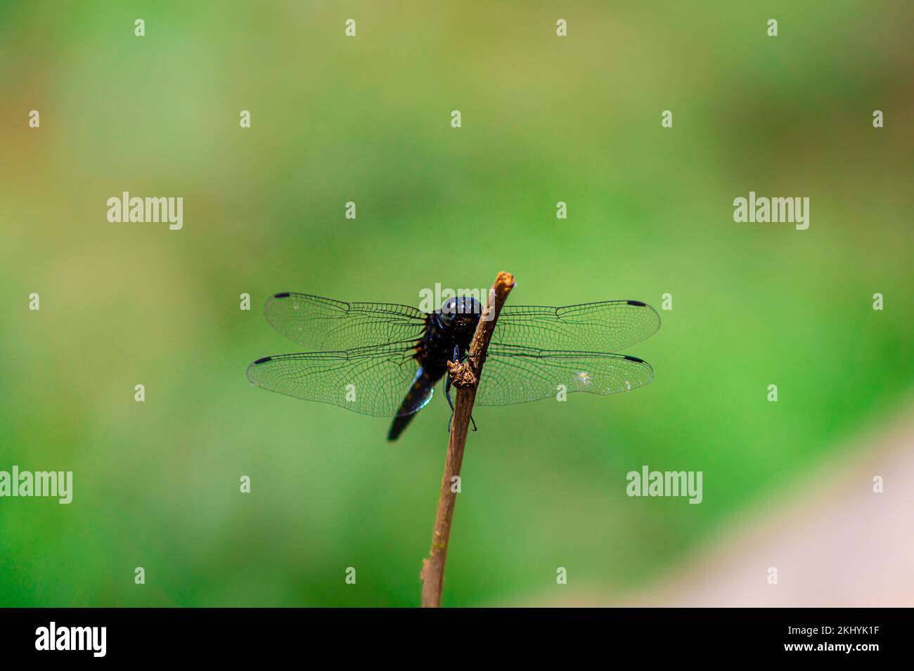 Bella macro scatto di una piccola libellula su un ramo di albero con uno sfondo sfocato Foto Stock