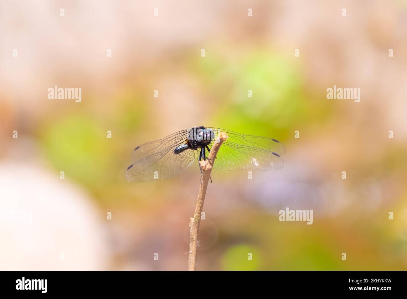 Bella macro scatto di una piccola libellula su un ramo di albero con uno sfondo sfocato Foto Stock
