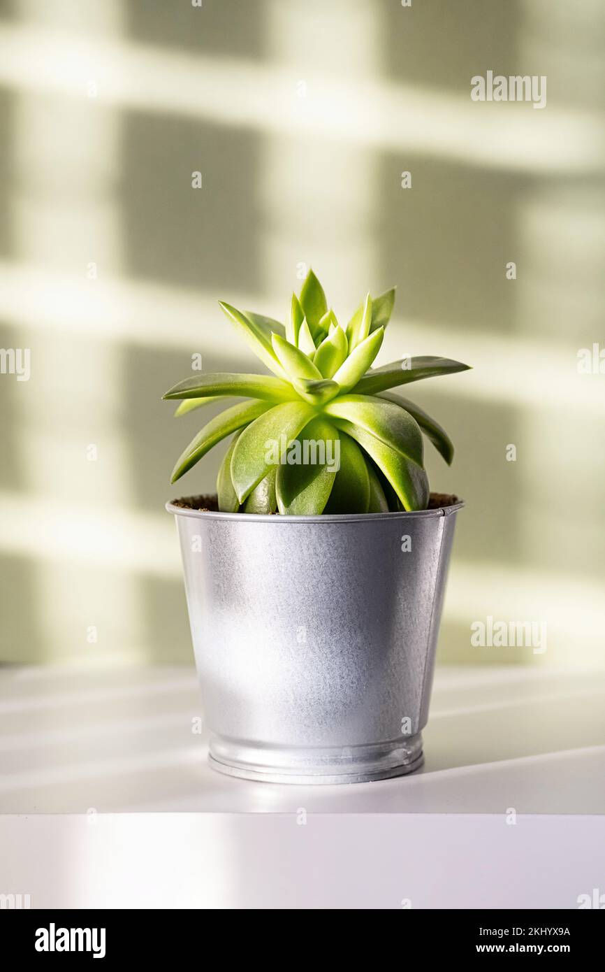 Pianta succulenta in vaso alla luce del sole, primo piano. Pianta di casa su mensola bianca. Foto Stock