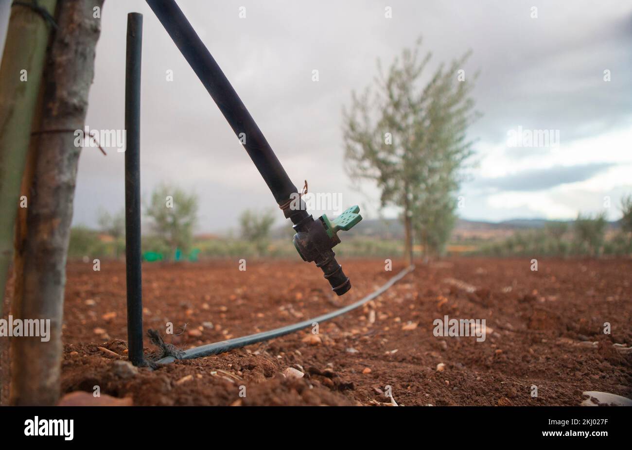 Valvola di irrigazione a goccia di piantagione intensiva di ulivi giovani. Messa a fuoco selettiva Foto Stock