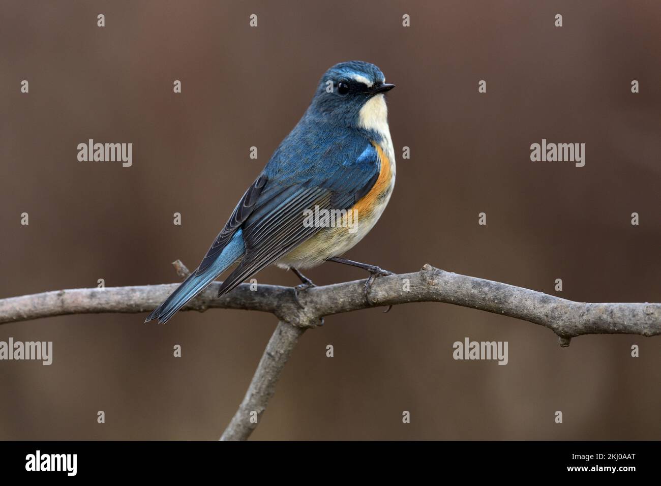 Un maschio rosso-fiancheggiato bluetail (Tarsiger cyanurus). Foto Stock