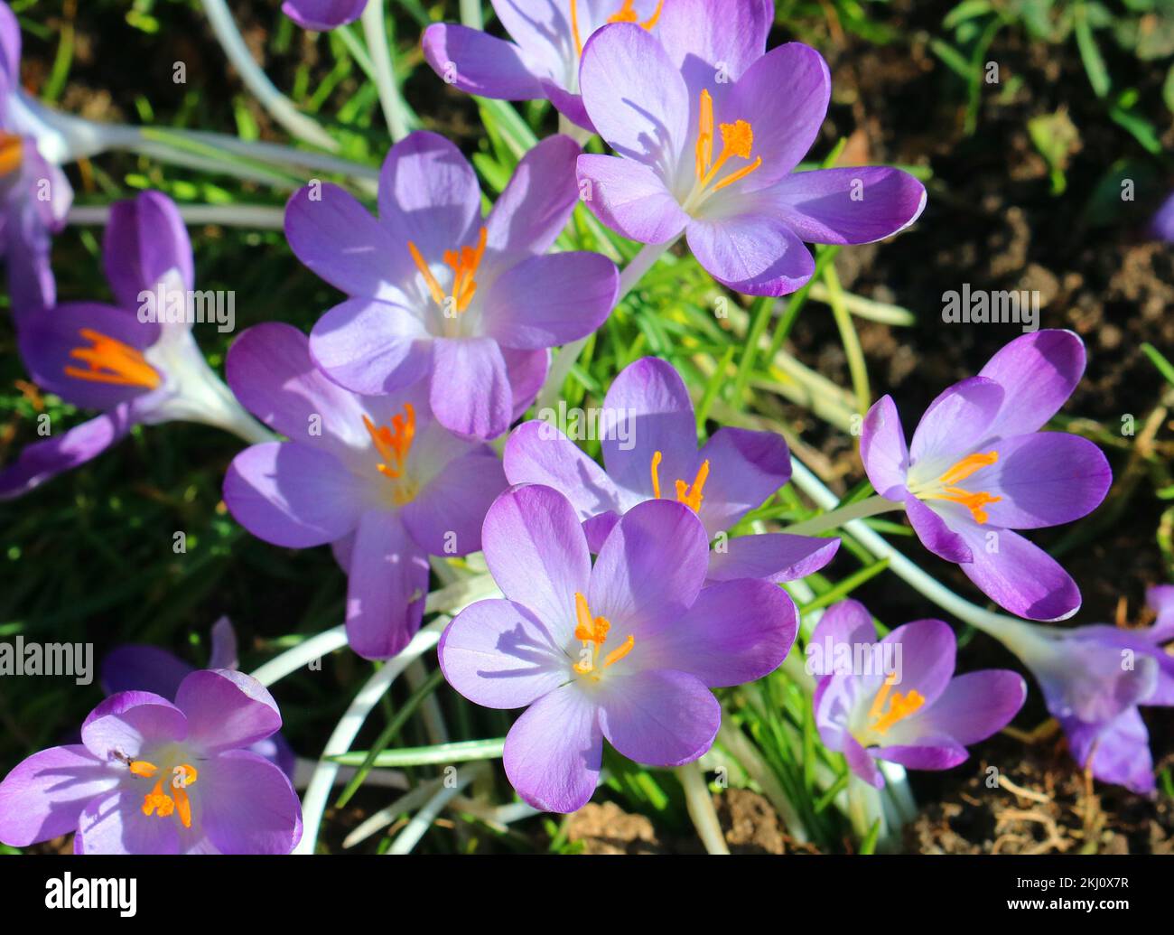 Crocus sativus. Primo piano dei petali viola .cCocus si apre sotto il sole. Stami gialli. Foto Stock