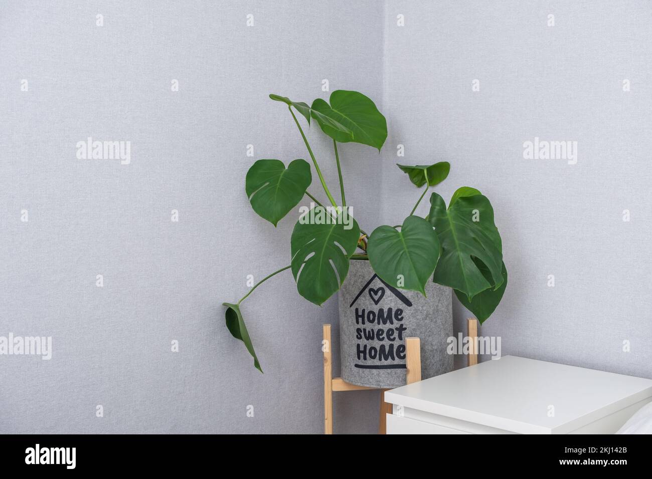 Monstera deliziosa o formaggio svizzero in un vaso di fiori grigio si trova su un piedistallo di legno per piantatrici su uno sfondo grigio. Interni eleganti e minimalisti nella giungla urbana. Concetto di cura delle piante domestiche. Foto Stock
