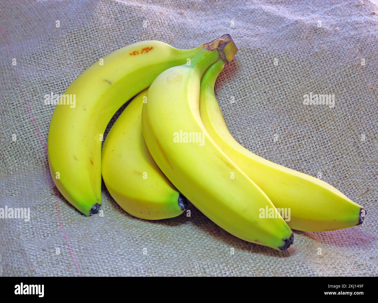 Mazzo di quattro banane mature gialle su uno sfondo hessiano. Foto Stock