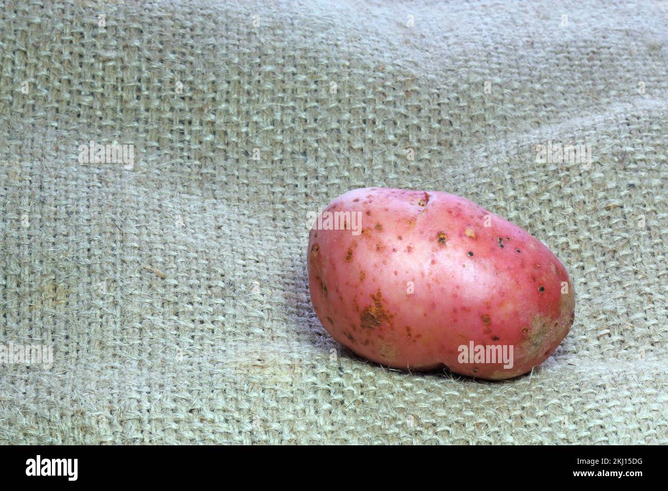 una patata rossa cruda su uno sfondo hessiano. Foto Stock
