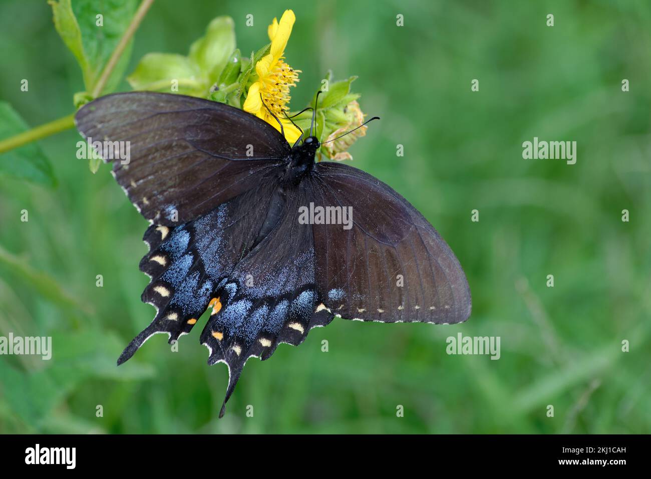 Orientale femmina a coda di rondine di Tiger Butterfly Foto Stock