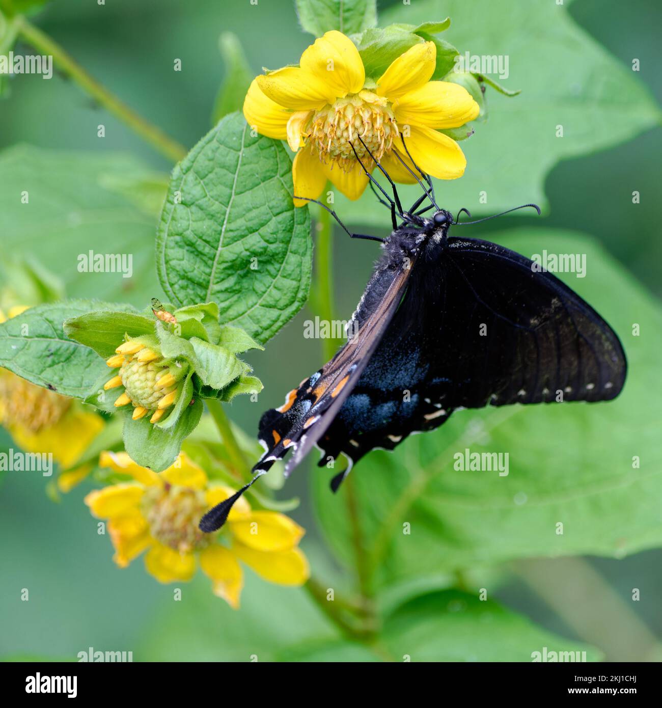 Orientale femmina a coda di rondine di Tiger Butterfly Foto Stock