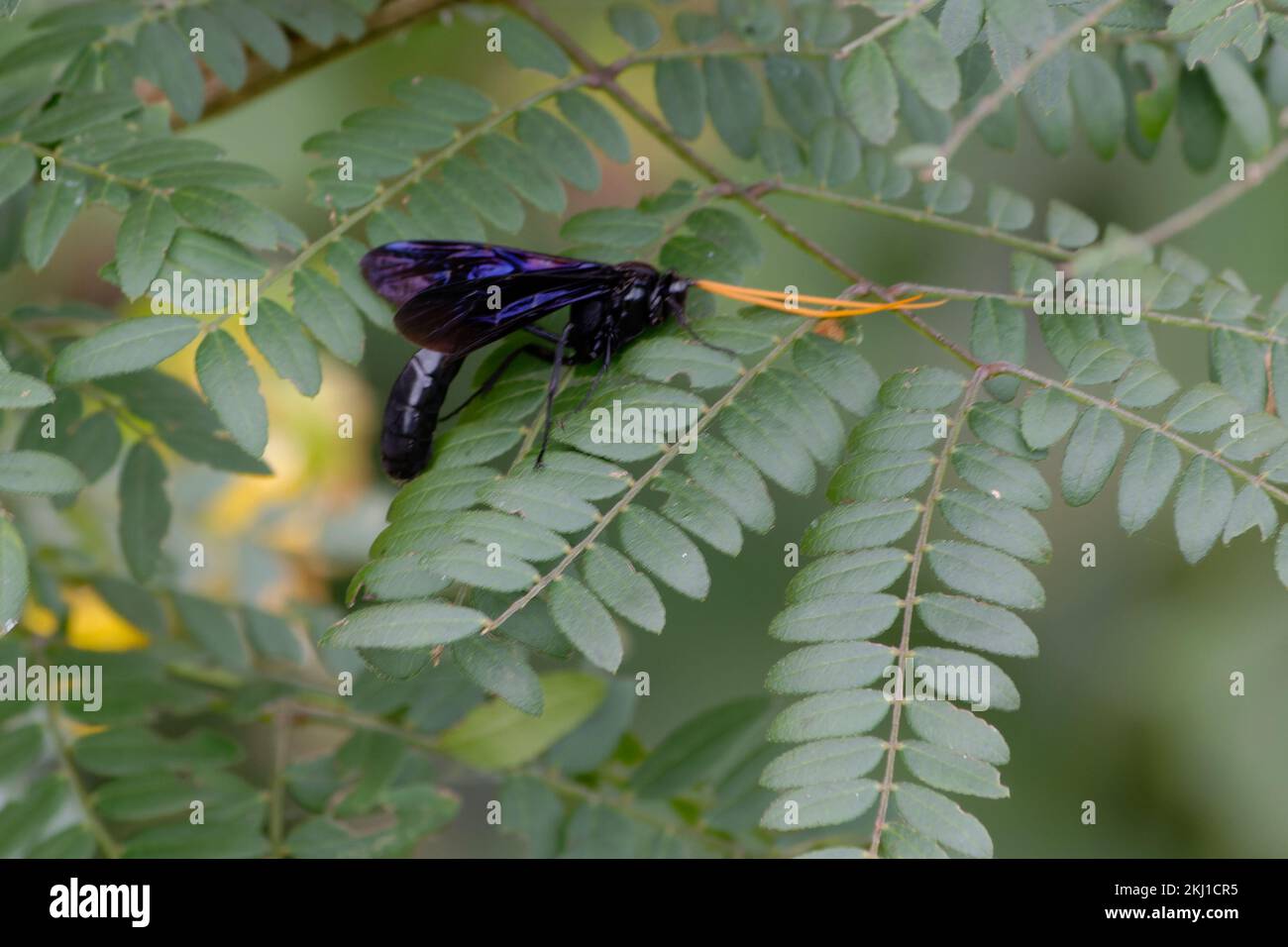 Tubo per organo fango Dauber Foto Stock