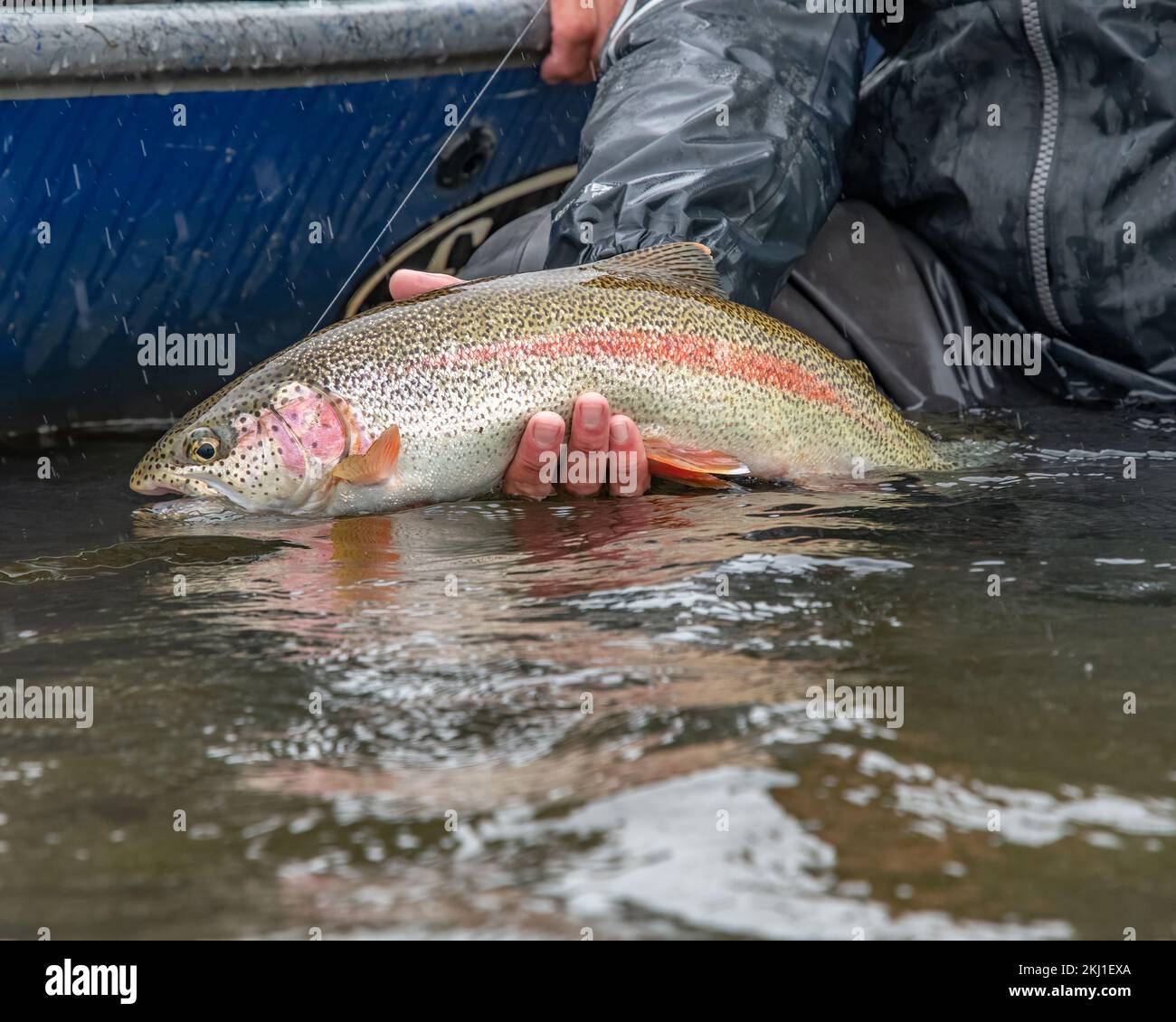 Una persona che caccia pesce trota da un lago in primo piano Foto Stock