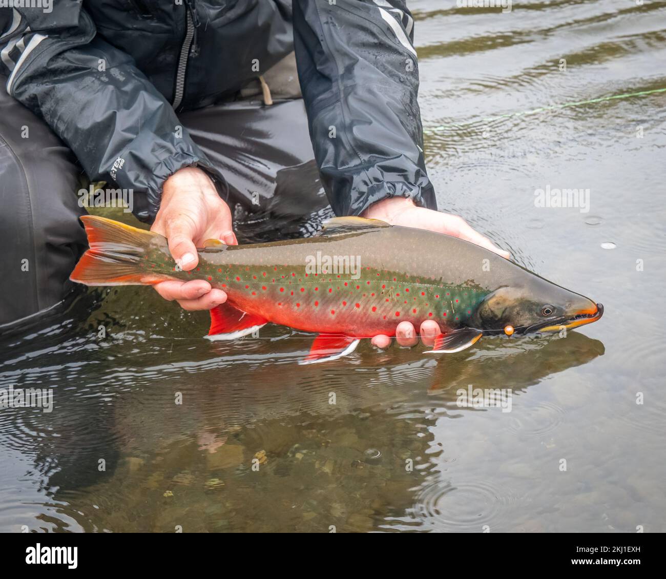 Una persona che caccia Dolly Varden trota (Salvelinus malma) pesce da un lago in primo piano Foto Stock