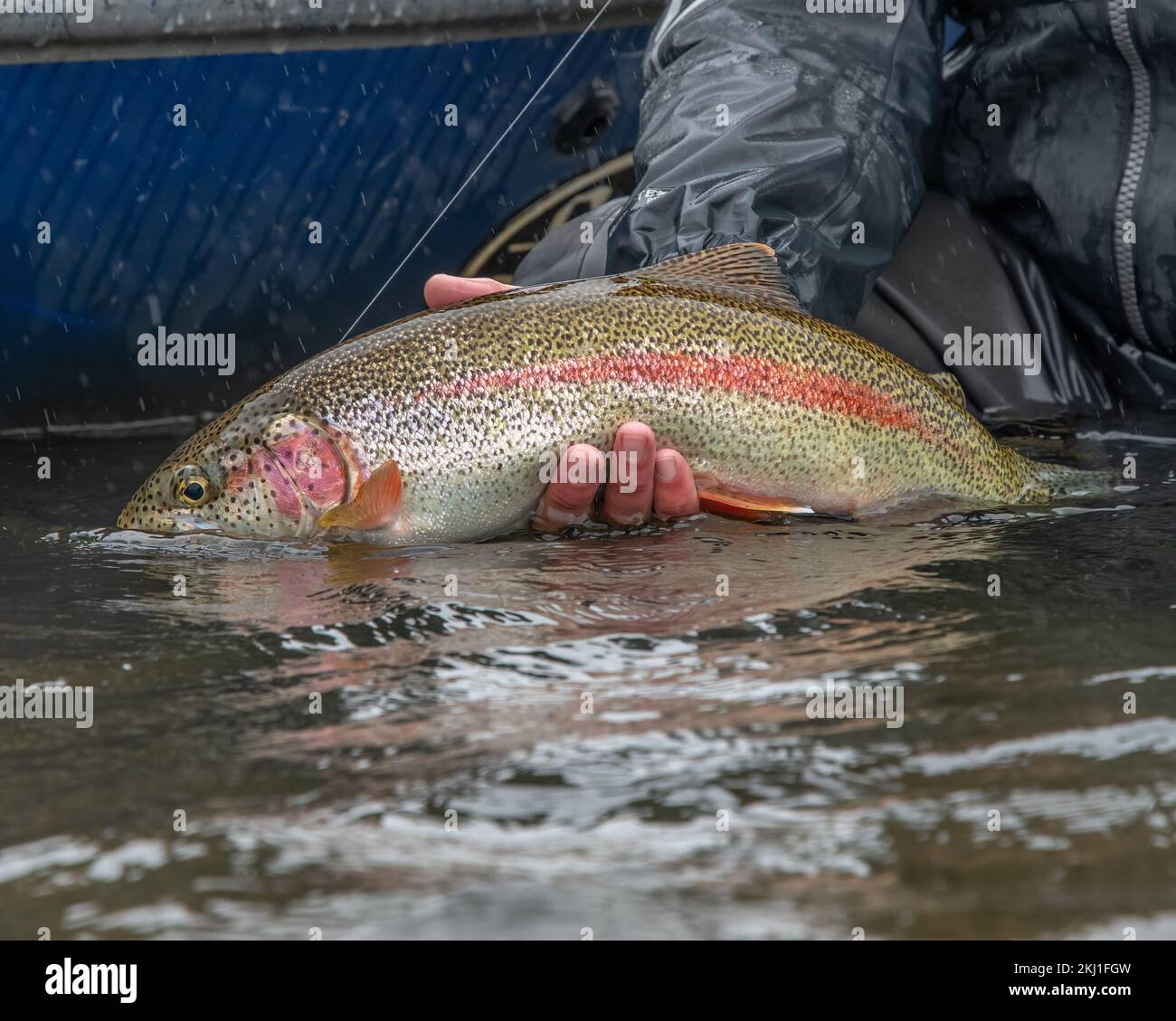Una persona che caccia pesce trota da un lago in primo piano Foto Stock