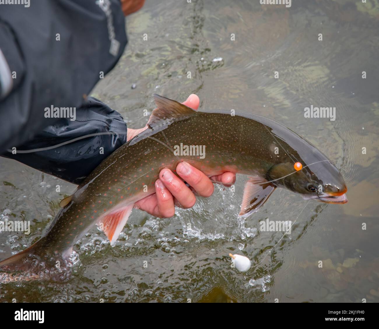 Una persona che caccia Dolly Varden pesce trota da un lago in primo piano Foto Stock
