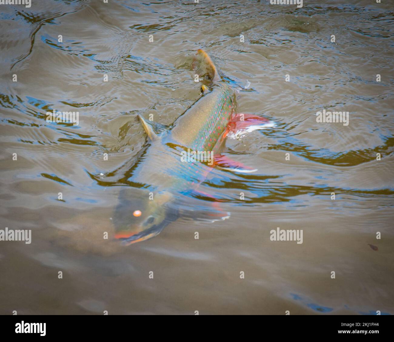 Un dolce Varden pesce trota nuoto in un lago in primo piano Foto Stock