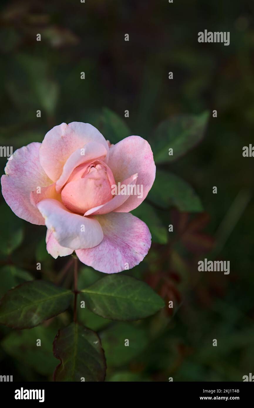 Rosa pallido cinese rosa in fiore visto da vicino Foto Stock