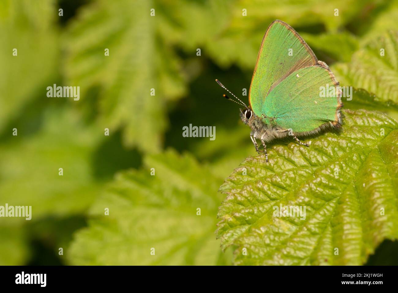 Verde Hairstreak (Callophrys rubi). Sussex, Regno Unito. Foto Stock