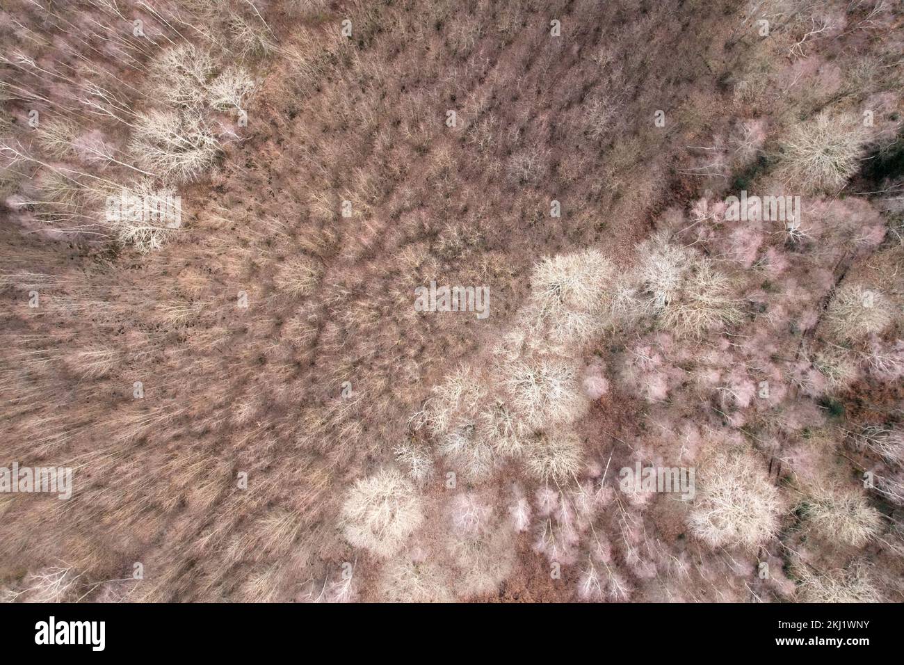 Veduta aerea del bosco di castagna (Castanea sativa). Surrey, Regno Unito. Foto Stock