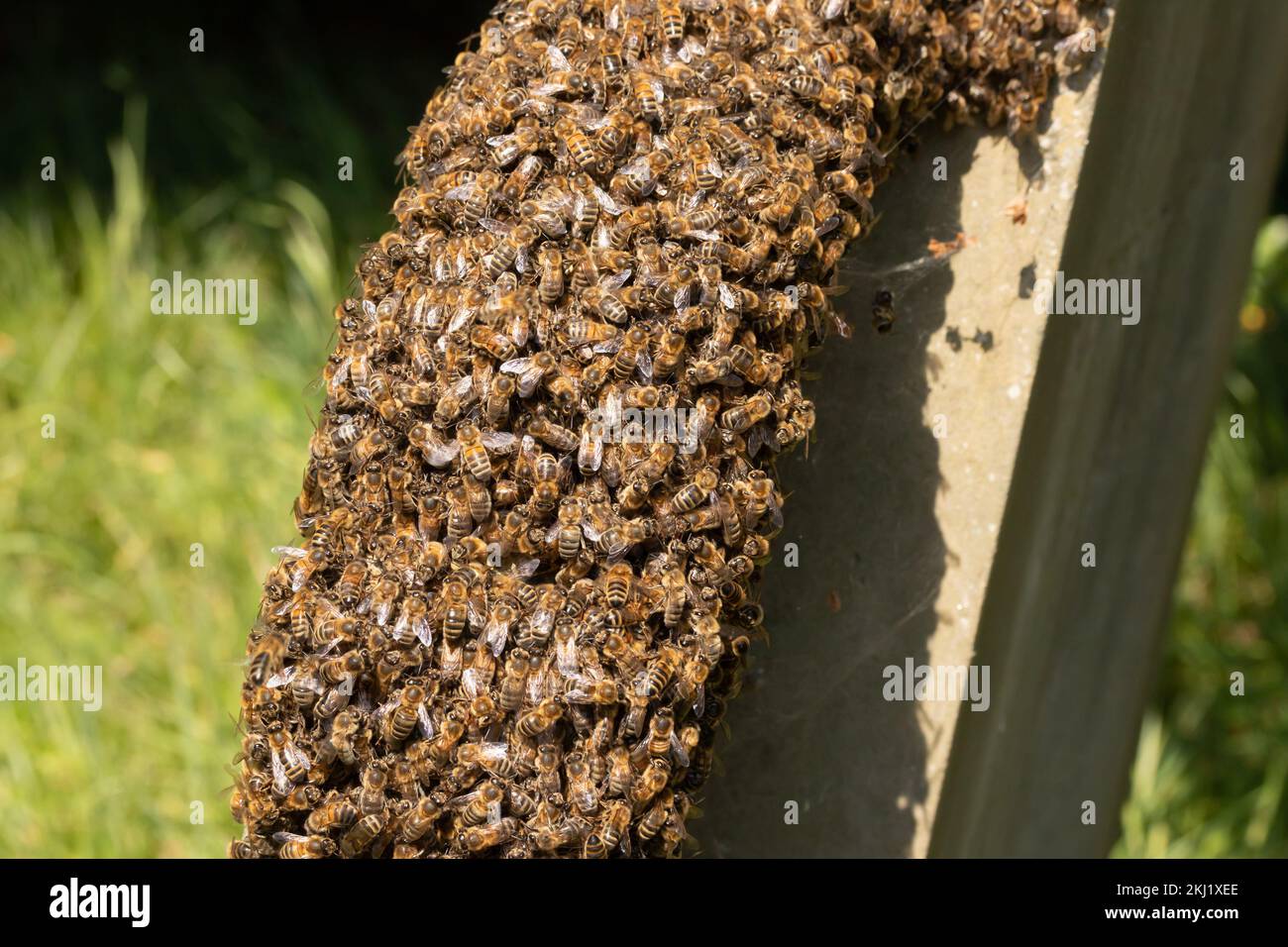 Ape di miele (Apis mellifera) sciame su lapidi. Sussex, Regno Unito. Foto Stock