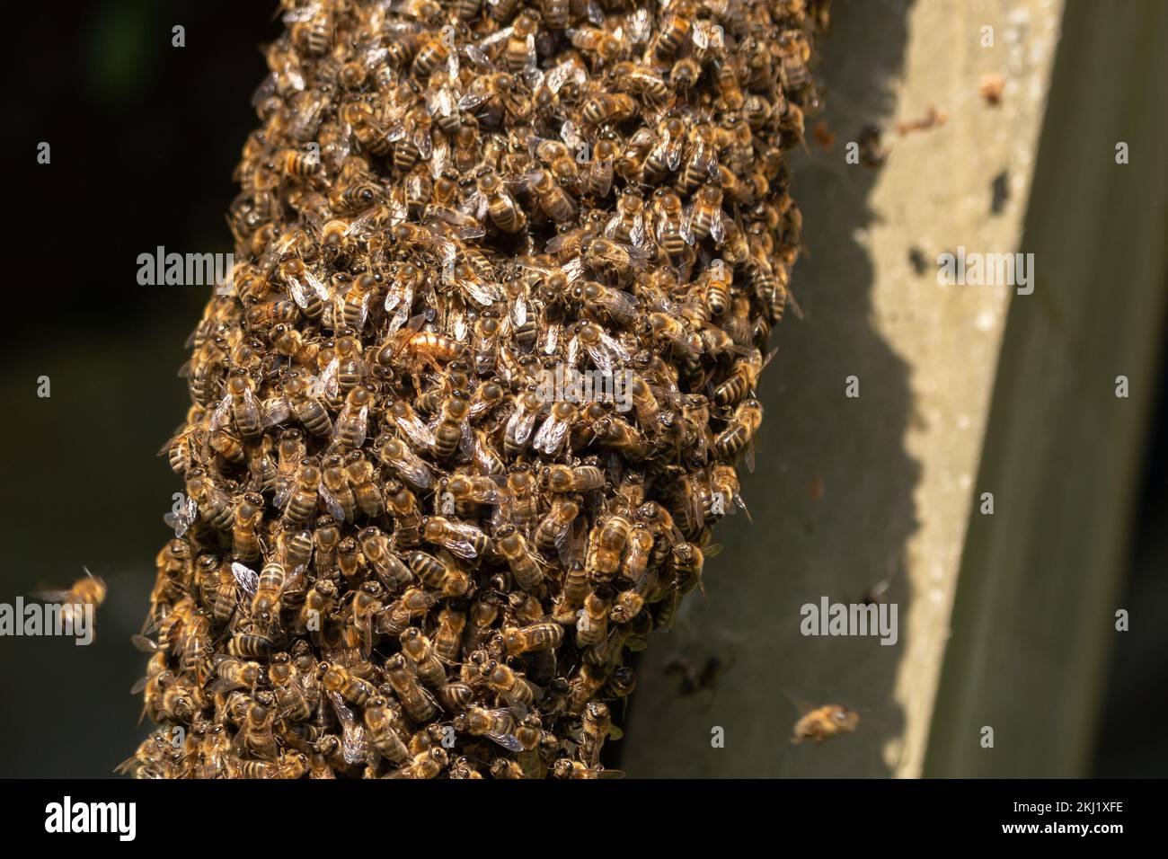 Ape di miele (Apis mellifera) sciame su lapidi. Sussex, Regno Unito. Foto Stock