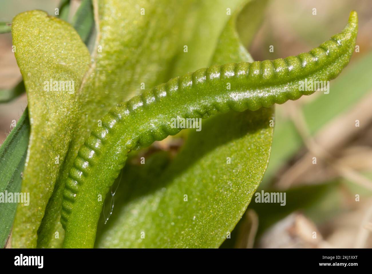 Fern della lingua di Adder (Ophioglossum vulgatum). Sussex, Regno Unito. Foto Stock