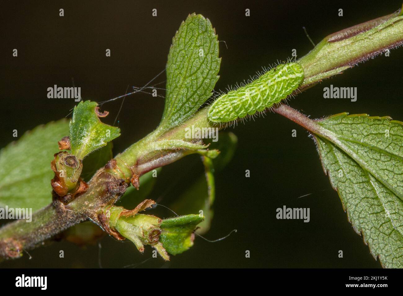 Marroni Hairstreak (Thecla betulae) larva che si nutrono di Blackthorn (Prunus spinosa). Sussex, Regno Unito. Foto Stock