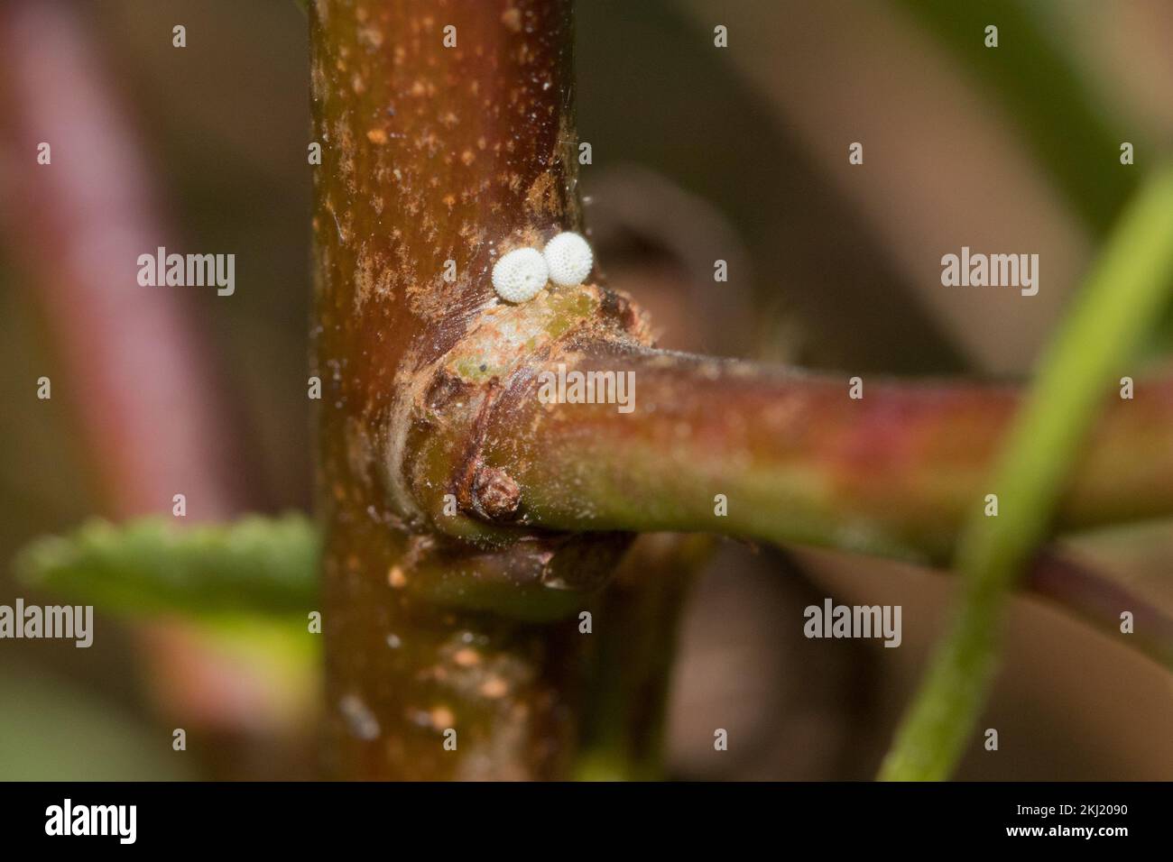 Uova di farfalla marrone Hairstreak (Thecla betulae) deposte su Blackthorn (Prunus spinosa). Sussex, Regno Unito. Foto Stock
