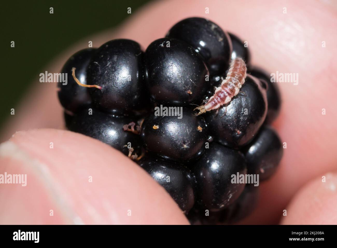 Larva Lacewing sulla frutta di Bramble. Sussex, Regno Unito. Foto Stock