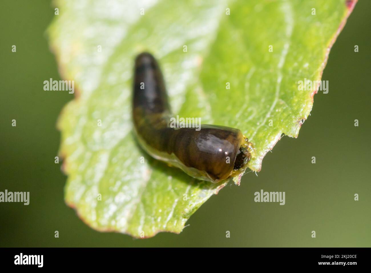 Pero Slug Sawfly (Caliroa cerasi) su Blackthorn (Prunus spinosa). Sussex, Regno Unito. Foto Stock