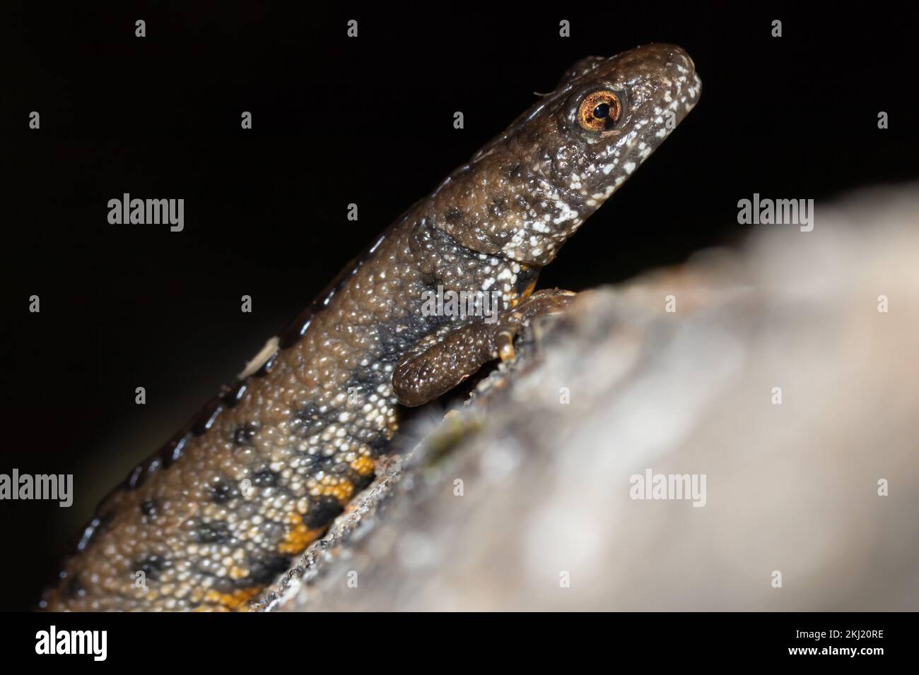 Grande Crested Newt (Triturus cristatus) di notte. Sussex, Regno Unito. Foto Stock