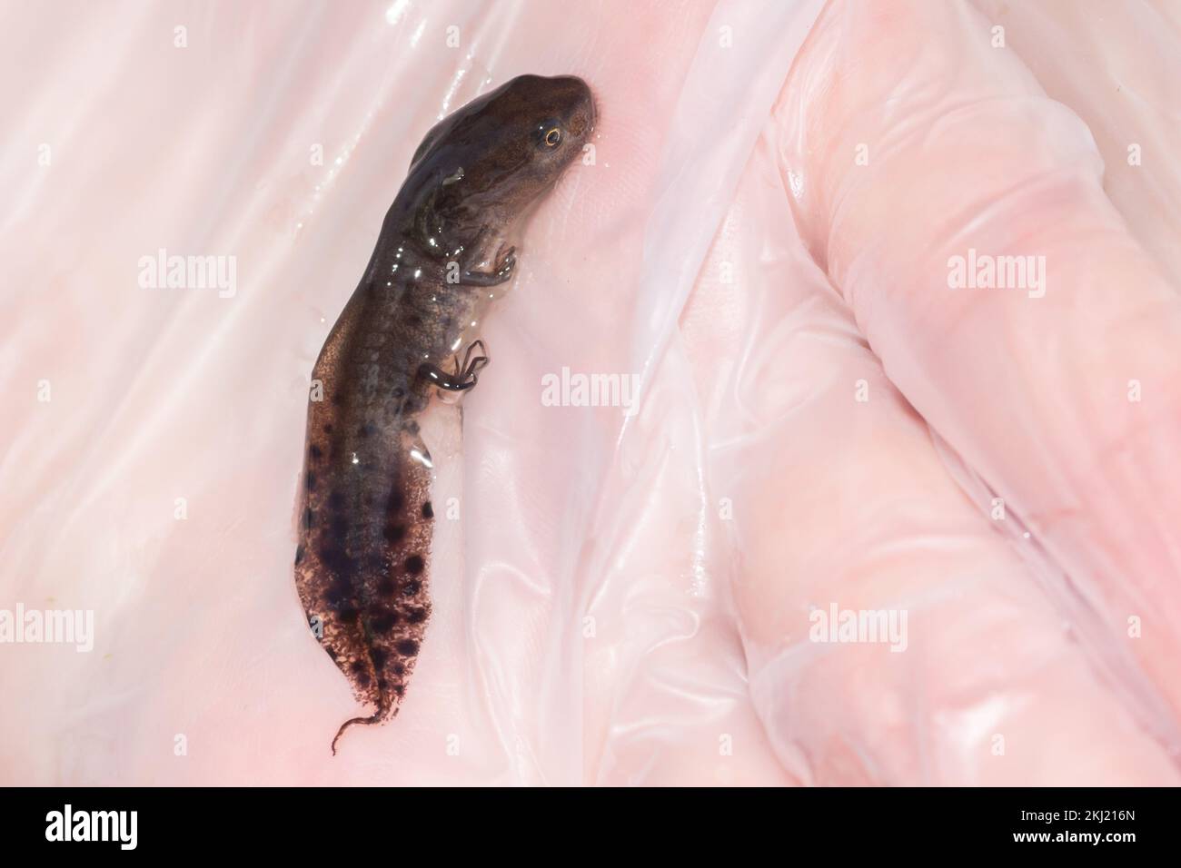 Great Crested Newt (Triturus cristatus) eft. Gestito su licenza. Sussex, Regno Unito. Foto Stock