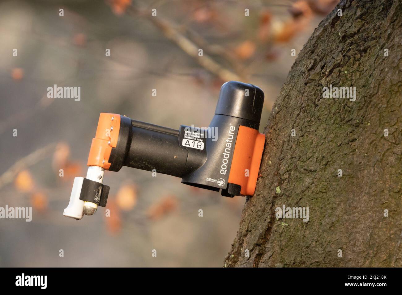 Trappola automatica per uccisione scoiattolo montata sull'albero. Sussex, Regno Unito. Foto Stock