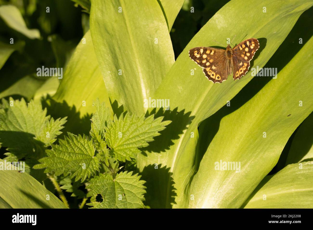 Farfalla di legno macinato (Pararge aegeria) sull'aglio selvatico in primavera. Sussex, Regno Unito. Foto Stock