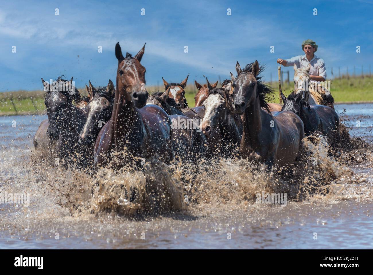 Esquina, Corrientes, Argentina - 29 ottobre 2022: Vista frontale argentino gaucho mandando cavalli selvatici per attraversare il fiume Foto Stock