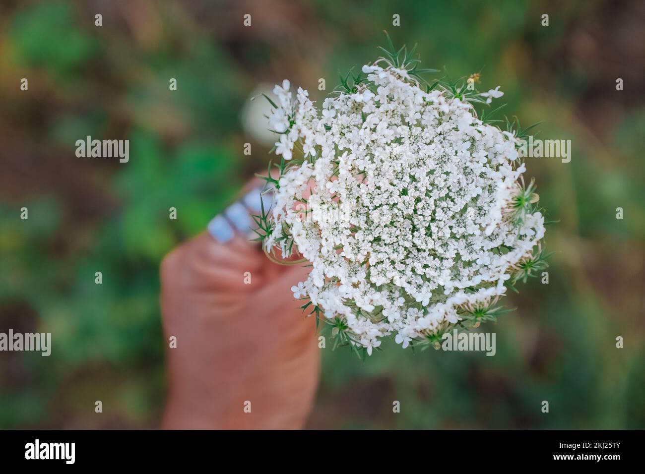Maniglie bianche European Wild Carrot. Vista dall'alto di Daucus Carota. Primo piano del merletto della regina Anna. Fermare e sentire l'odore dei fiori. Natura, sfondo estivo Foto Stock