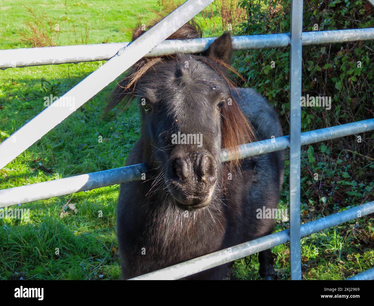 piccolo pony marrone shetland con la testa attraverso il cancello Foto Stock