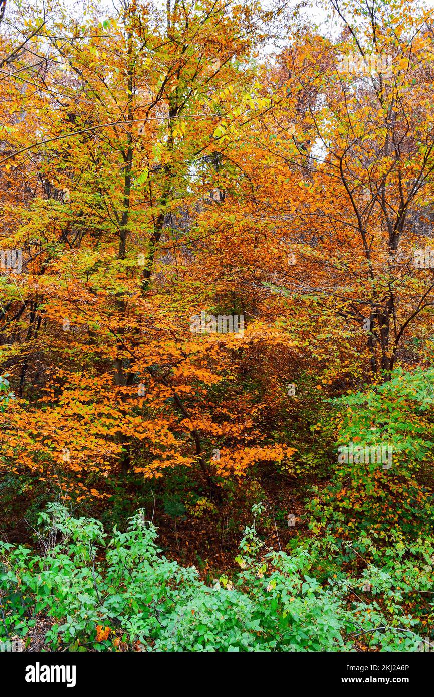 Alberi alti di foresta densa con colori autunnali di foglie. I cespugli verdi di fronte alla foresta resistono all'autunno Foto Stock