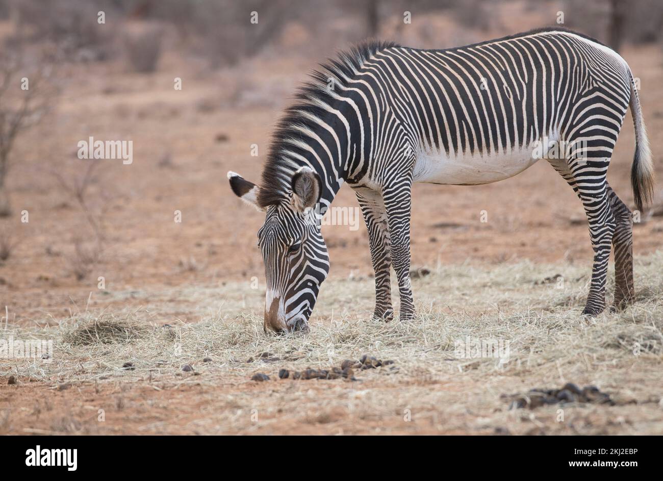 Zebra di Grevy (Equus grevyi) che si nuota sul fieno messo fuori durante una siccità nella riserva nazionale di Samburu, in Kenya Foto Stock