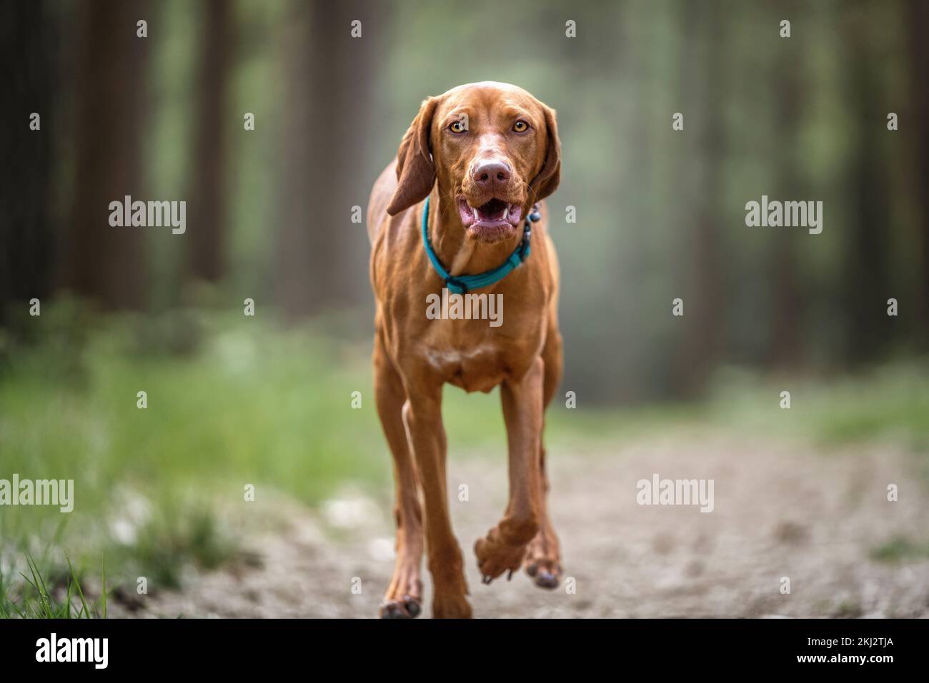 Sprizsla - colore chiaro fulvo Vizsla che corre direttamente verso la macchina fotografica nel bosco con un volto sorridente felice Foto Stock