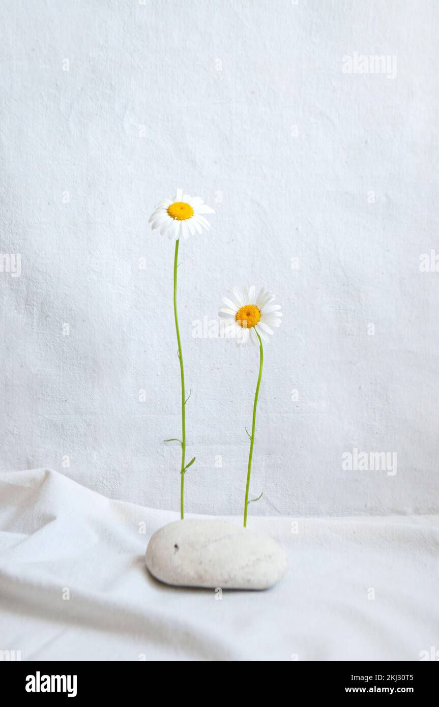 Composizione di belle camomiles, driftwood e ciottoli bianchi su sfondo bianco. Foto Stock Composizione di belle camomiles, driftwood e ciottoli bianchi su sfondo bianco. Foto Stock