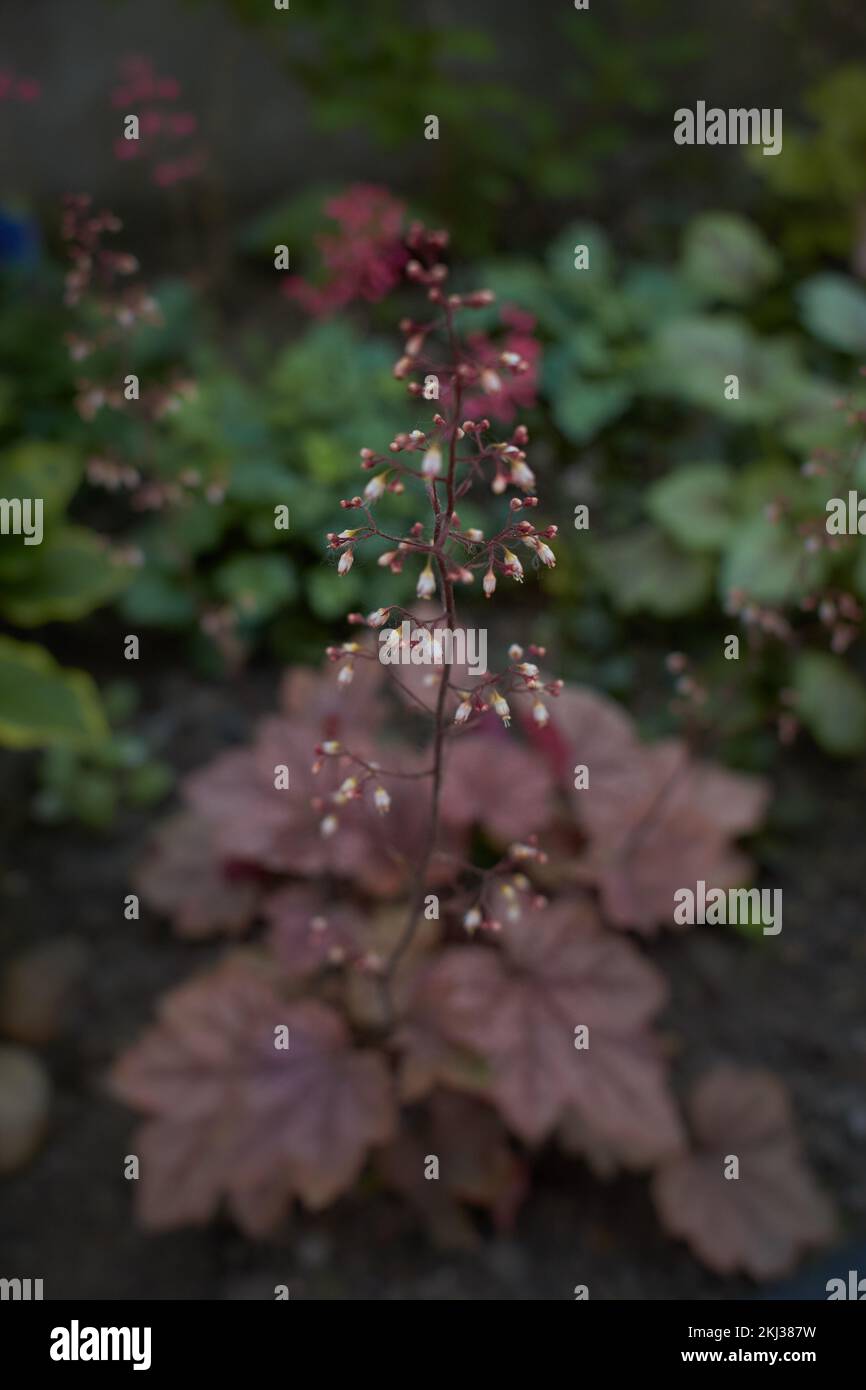 Fiore rosso di heuchera georgia susina campane di corallo nel giardino. Estate e primavera. Foto Stock