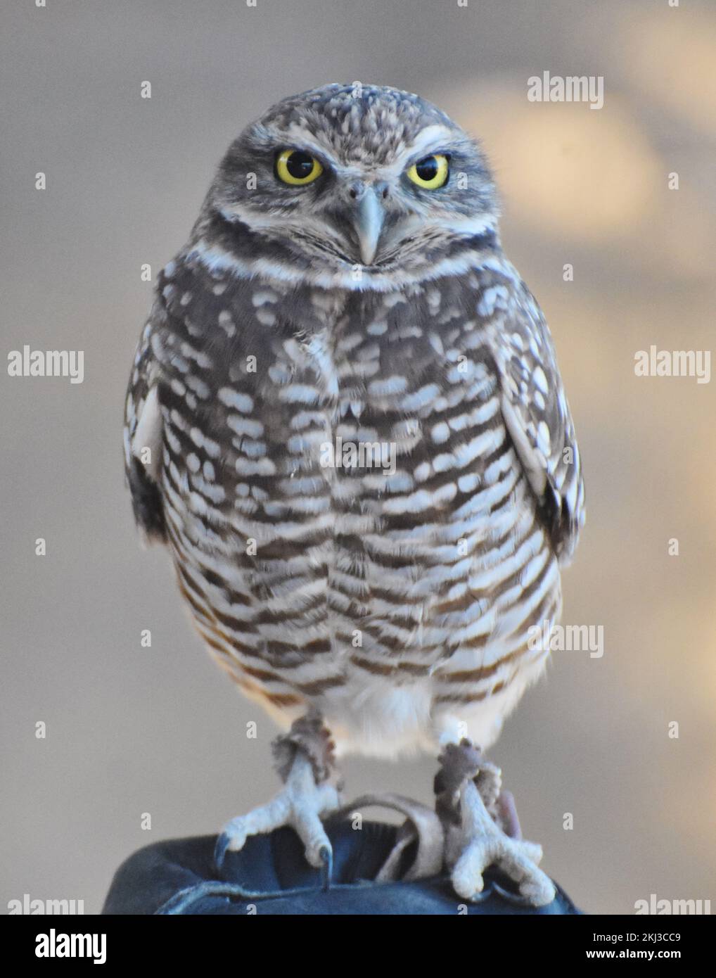 Il Burrowing Owl (Athene cunicularia) è un piccolo gufo che si trova in tutto il Nord e Sud America Foto Stock