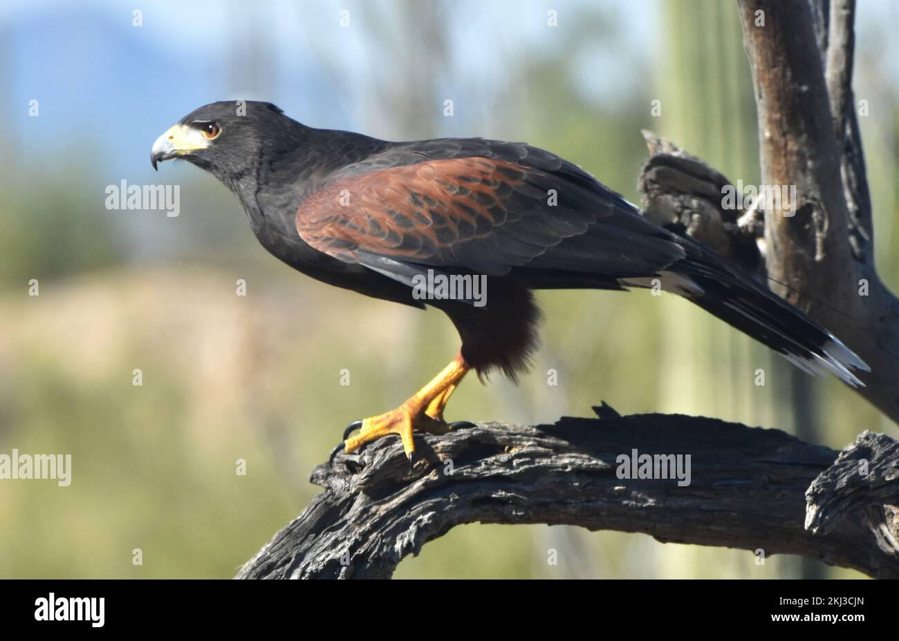 Un Harris Hawk (Parabuteo unicinctus) che si trova su un ramo di albero a Tucson, Arizona. Foto Stock